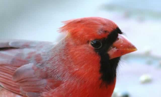 Male Cardinal, up close and personal ... Tyler, Texas
